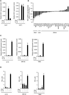 Toxoplasma Effector GRA15-Dependent Suppression of IFN-γ-Induced Antiparasitic Response in Human Neurons